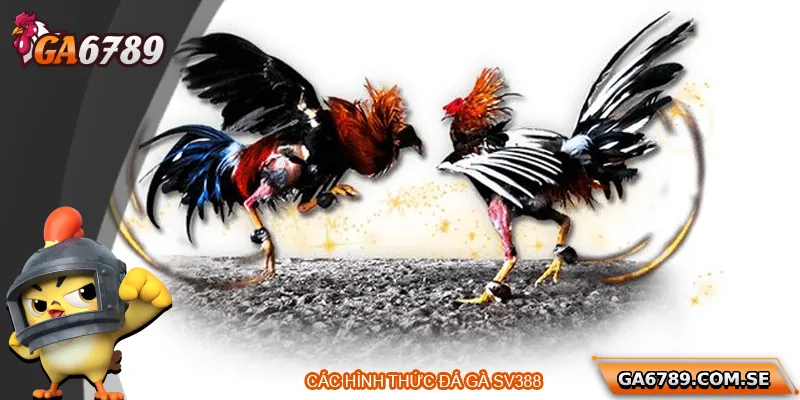 Các hình thức cược đá gà tại SV388