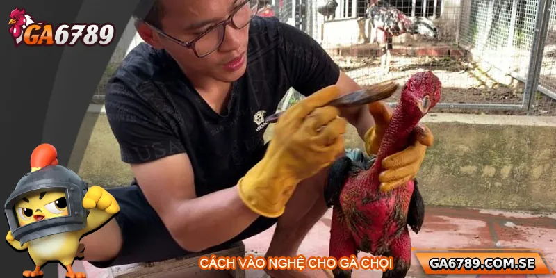 Cách Vào Nghệ Cho Gà Chọi Đúng Chuẩn Giúp Gà Sung Sức 3 Cách Vào Nghệ Cho Gà Chọi Đúng Chuẩn Giúp Gà Sung Sức