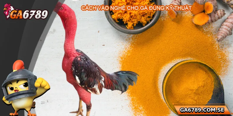 Cách Vào Nghệ Cho Gà Chọi Đúng Chuẩn Giúp Gà Sung Sức 2 Cách vào nghệ cho gà chọi đúng kỹ thuật