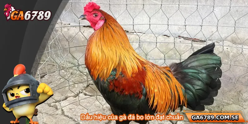 Dấu hiệu của gà đá bo lớn đạt chuẩn