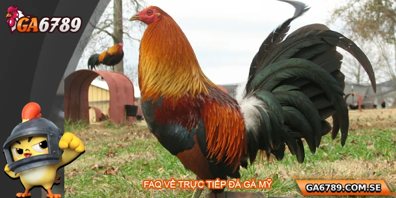 FAQ về trực tiếp đá gà Mỹ