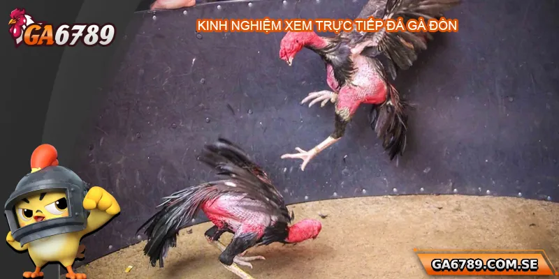 Kinh nghiệm xem trực tiếp đá gà đòn hiệu quả