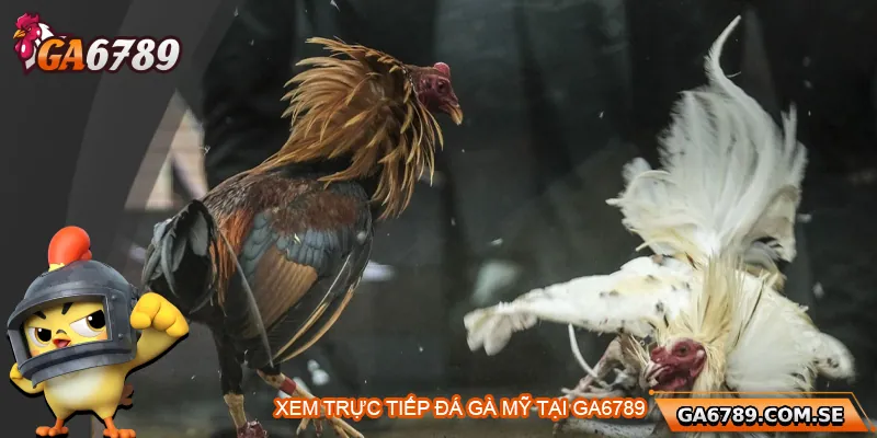 Lý do nên xem trực tiếp đá gà Mỹ tại Ga6789
