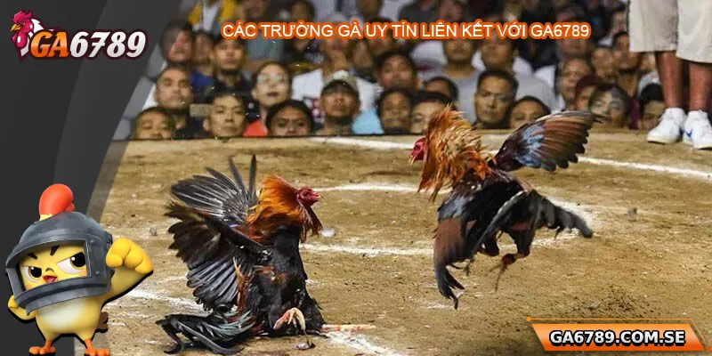 Khám Phá Trực Tiếp Đá Gà Thomo Uy Tín Tại Ga6789 2 Nhà cái Ga6789 liên kết với các trường gà uy tín