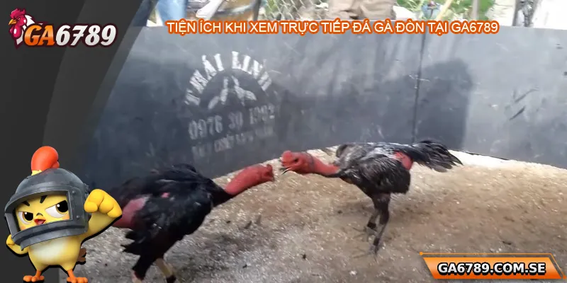 Những tiện ích khi xem trực tiếp đá gà đòn tại Ga6789