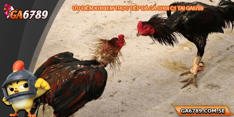 Trực Tiếp Đá Gà Chọi C1 – Trải Nghiệm Đỉnh Cao Tại Ga6789 2 Những ưu điểm khi xem trực tiếp đá gà chọi C1 tại Ga6789