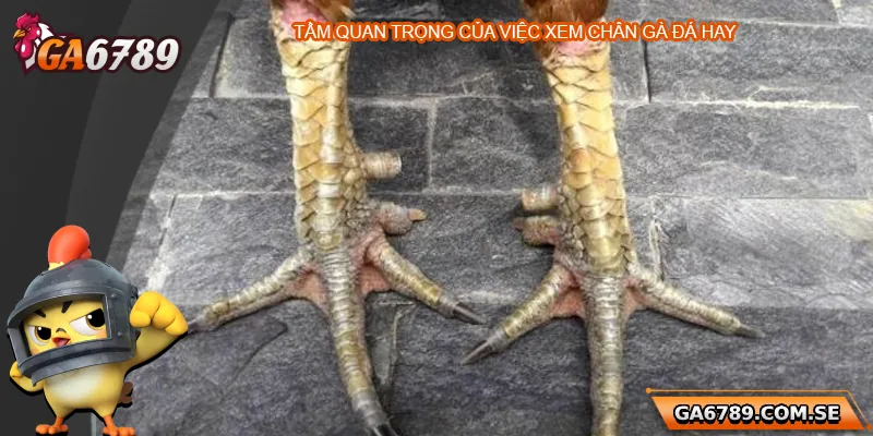 Tầm quan trọng của việc xem chân gà đá hay