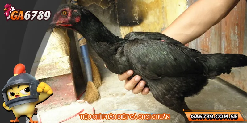 Tiêu chí phân biệt gà chọi chuẩn