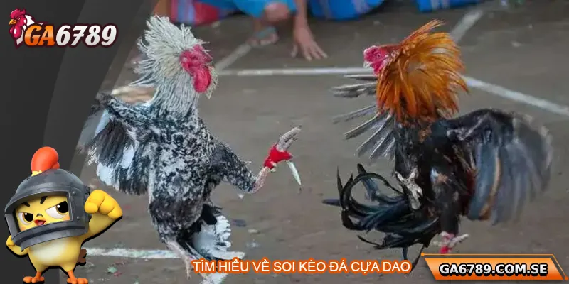 Tìm hiểu về soi kèo đá gà cựa dao