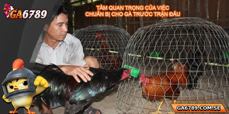 Vai trò quan trọng của việc chuẩn bị cho gà trước trận đấu